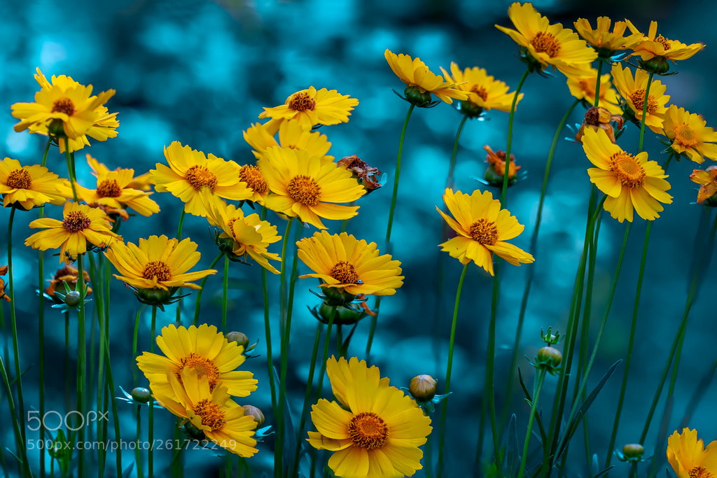 Canon EOS 70D sample photo. Flowers photography