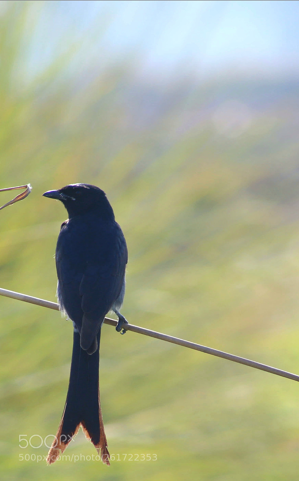 Canon EOS 6D sample photo. Black bird photography