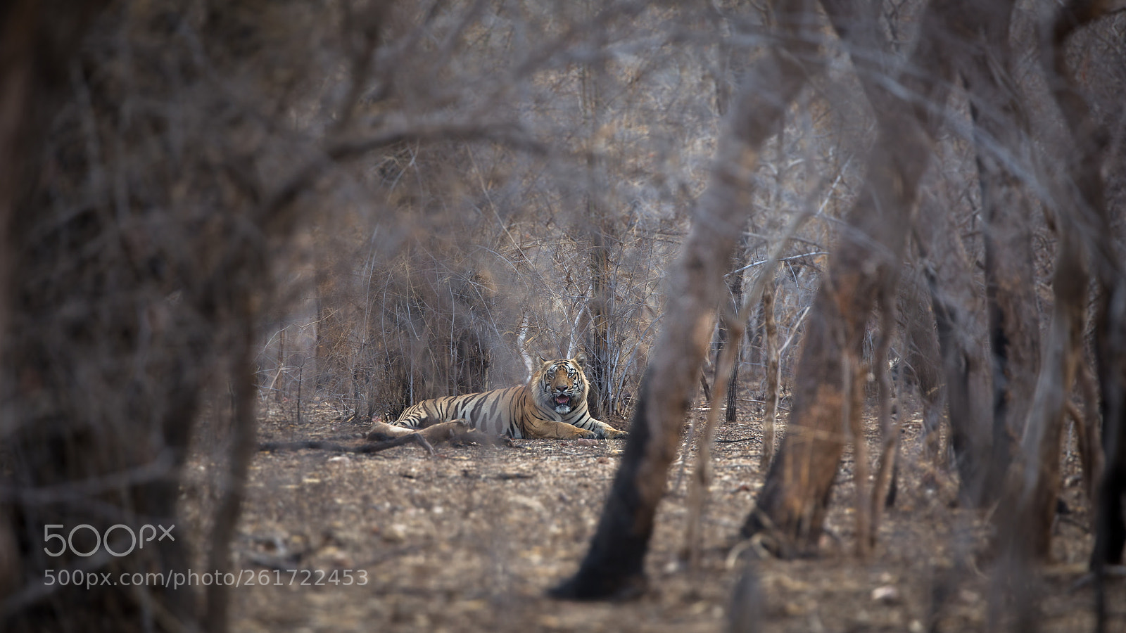 Canon EOS 6D sample photo. Tadoba tif photography