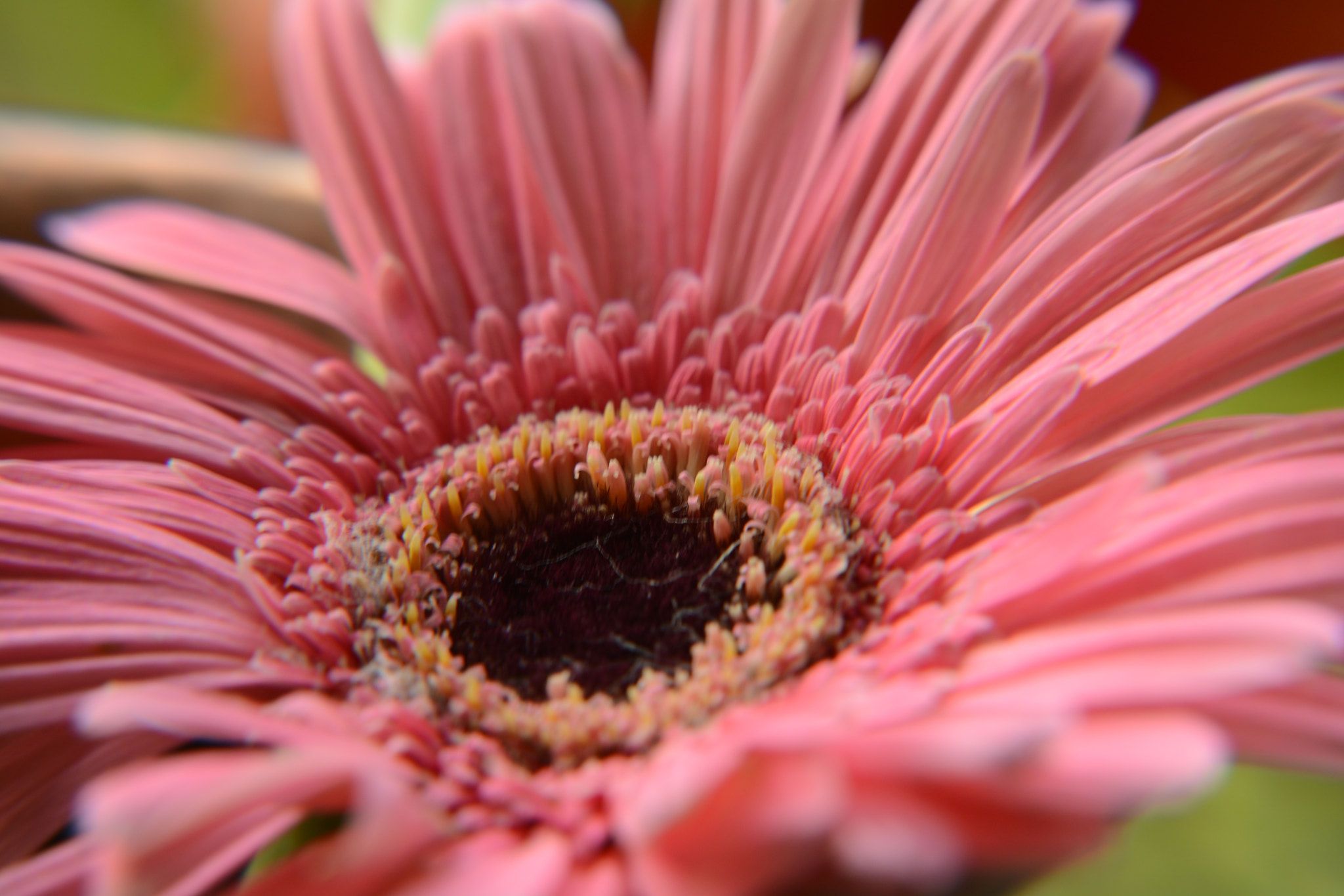 Nikon AF-S DX Nikkor 18-140mm F3.5-5.6G ED VR sample photo. Beauty of pink flower photography