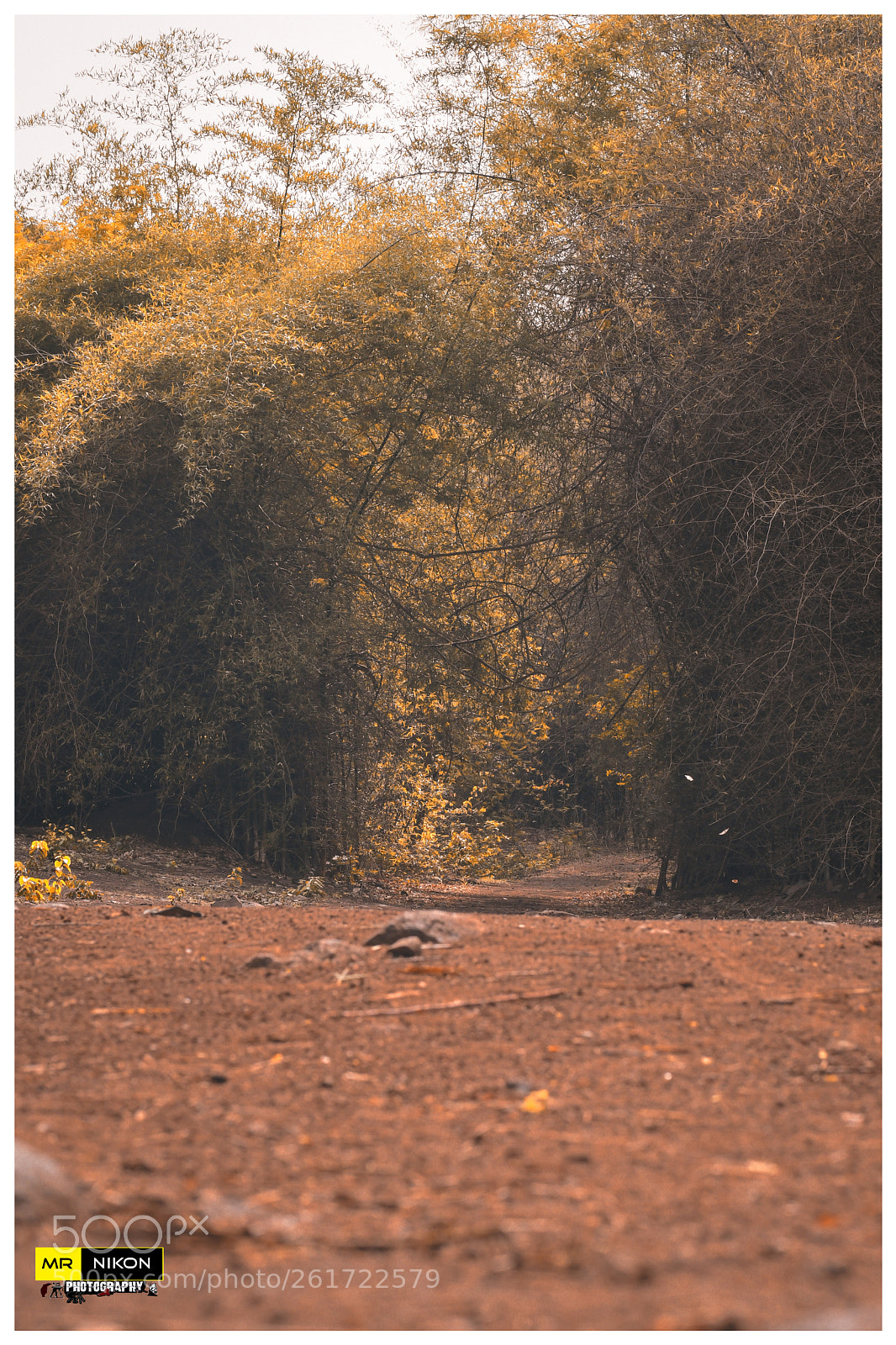 Nikon D500 sample photo. The way photography
