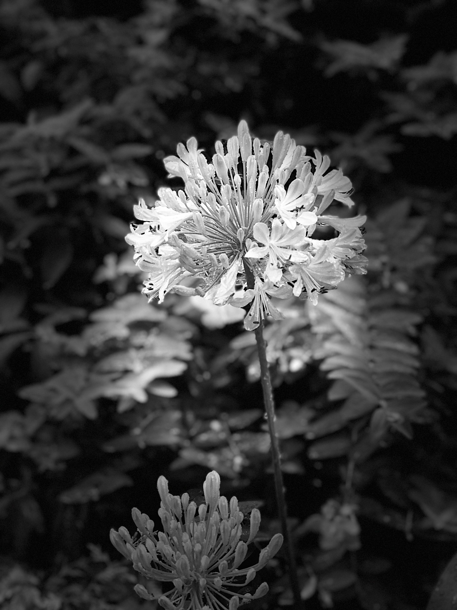 Apple iPhone 8 Plus sample photo.  flowers in the rain photography