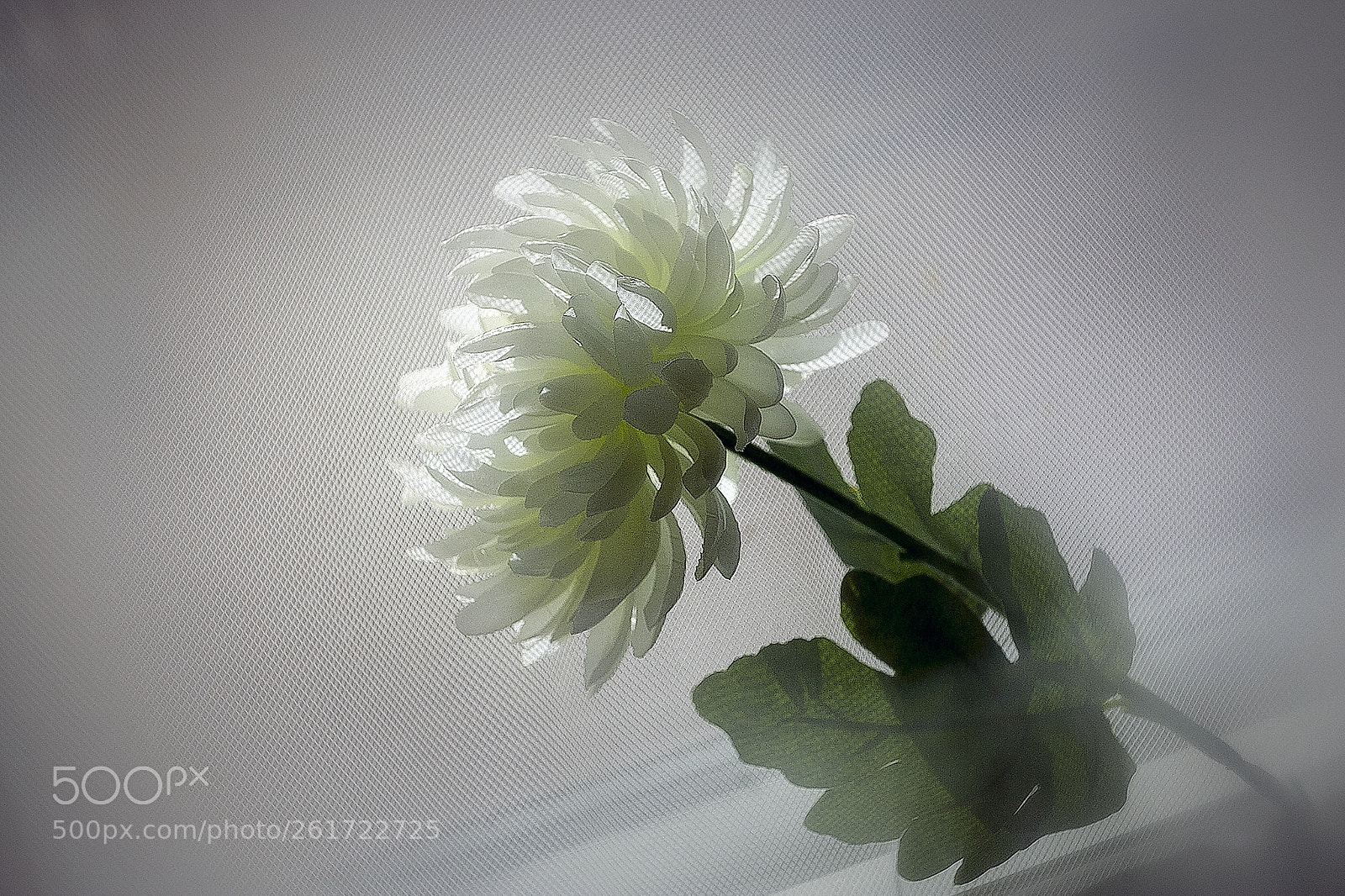 Canon EOS 6D sample photo. White chrysanthemum photography