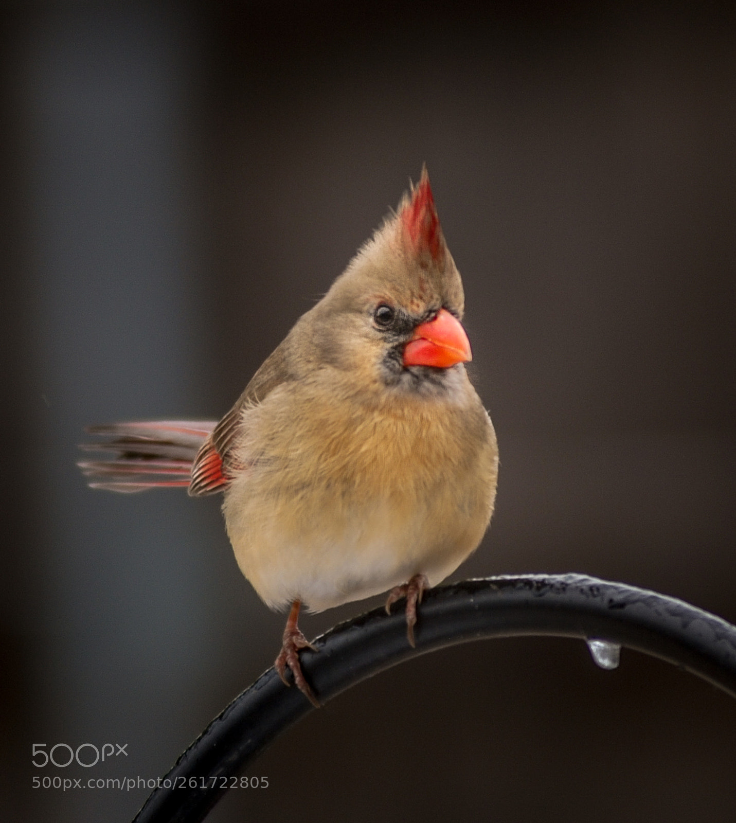 Nikon D80 sample photo. Pretty bird photography