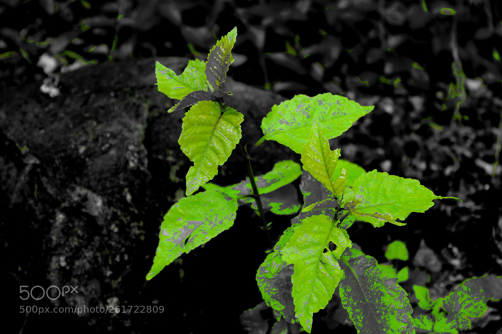 Canon EOS 1300D (EOS Rebel T6 / EOS Kiss X80) sample photo. Black and green photography