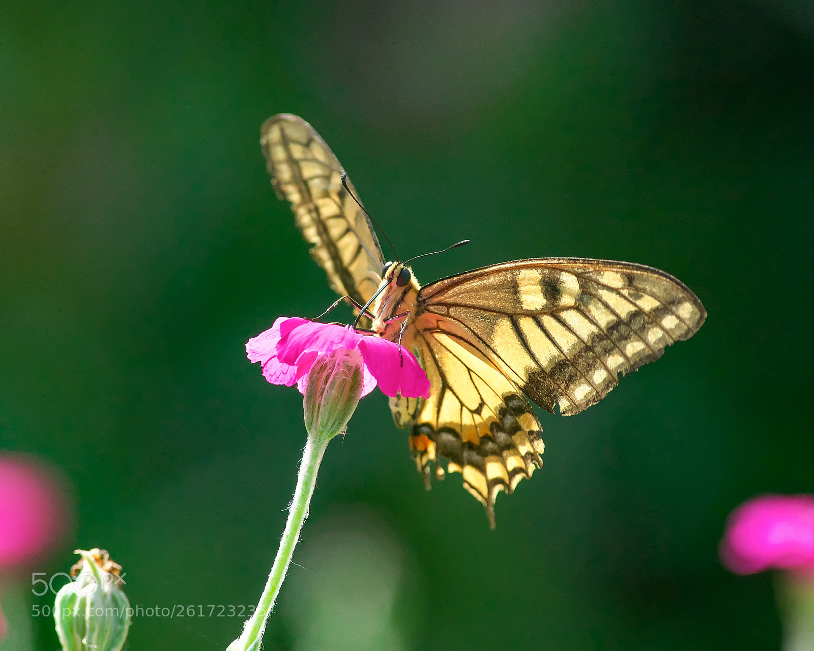 Nikon D500 sample photo. Sucking nectar photography