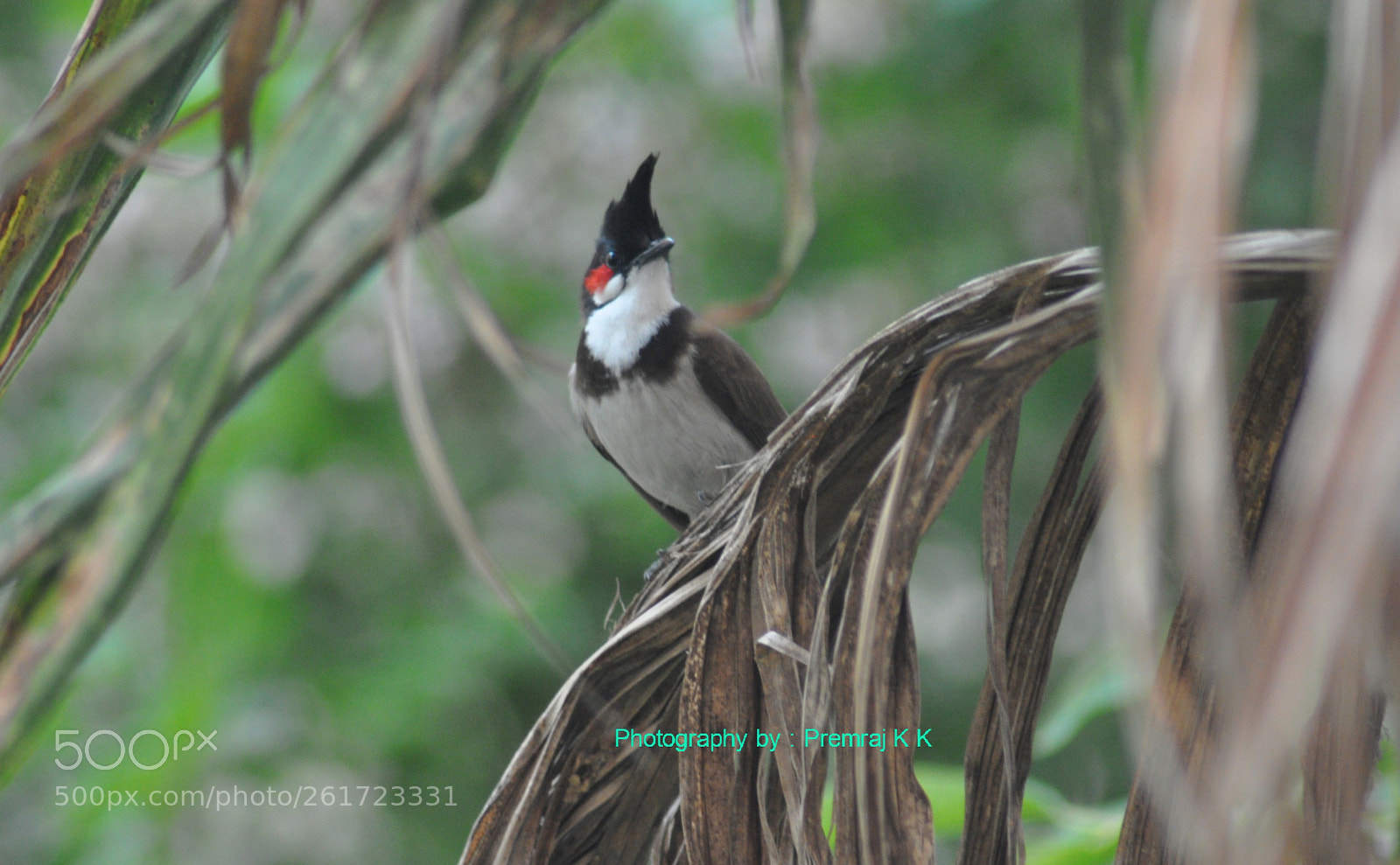 Nikon D90 sample photo. Untitled photography