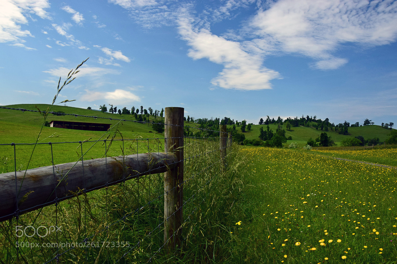 Nikon D5300 sample photo. Creeper meadow photography