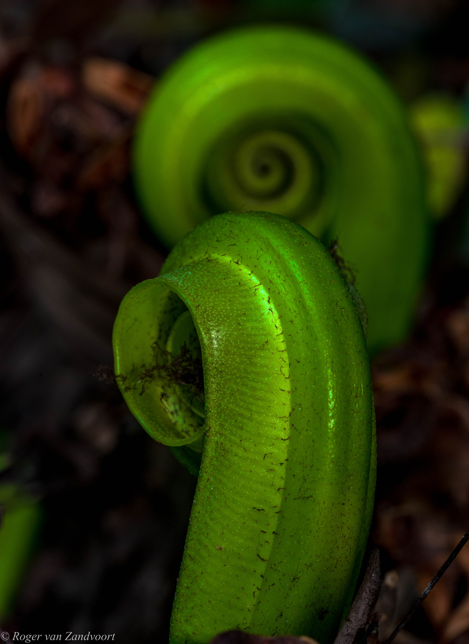 Pentax K-1 sample photo. Fern leaves rolling out green energy photography