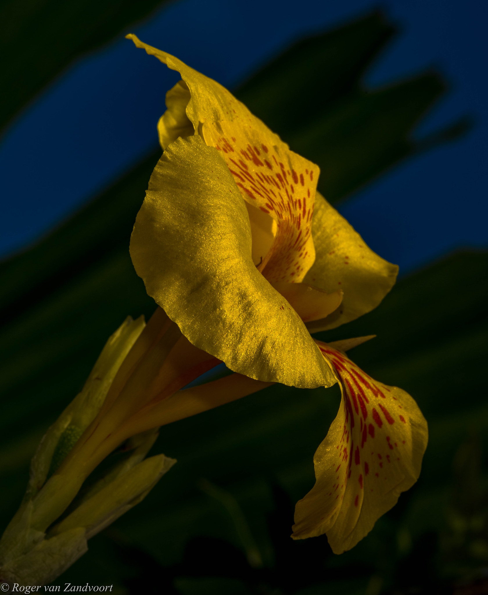 Pentax K-1 sample photo. Golden canna photography