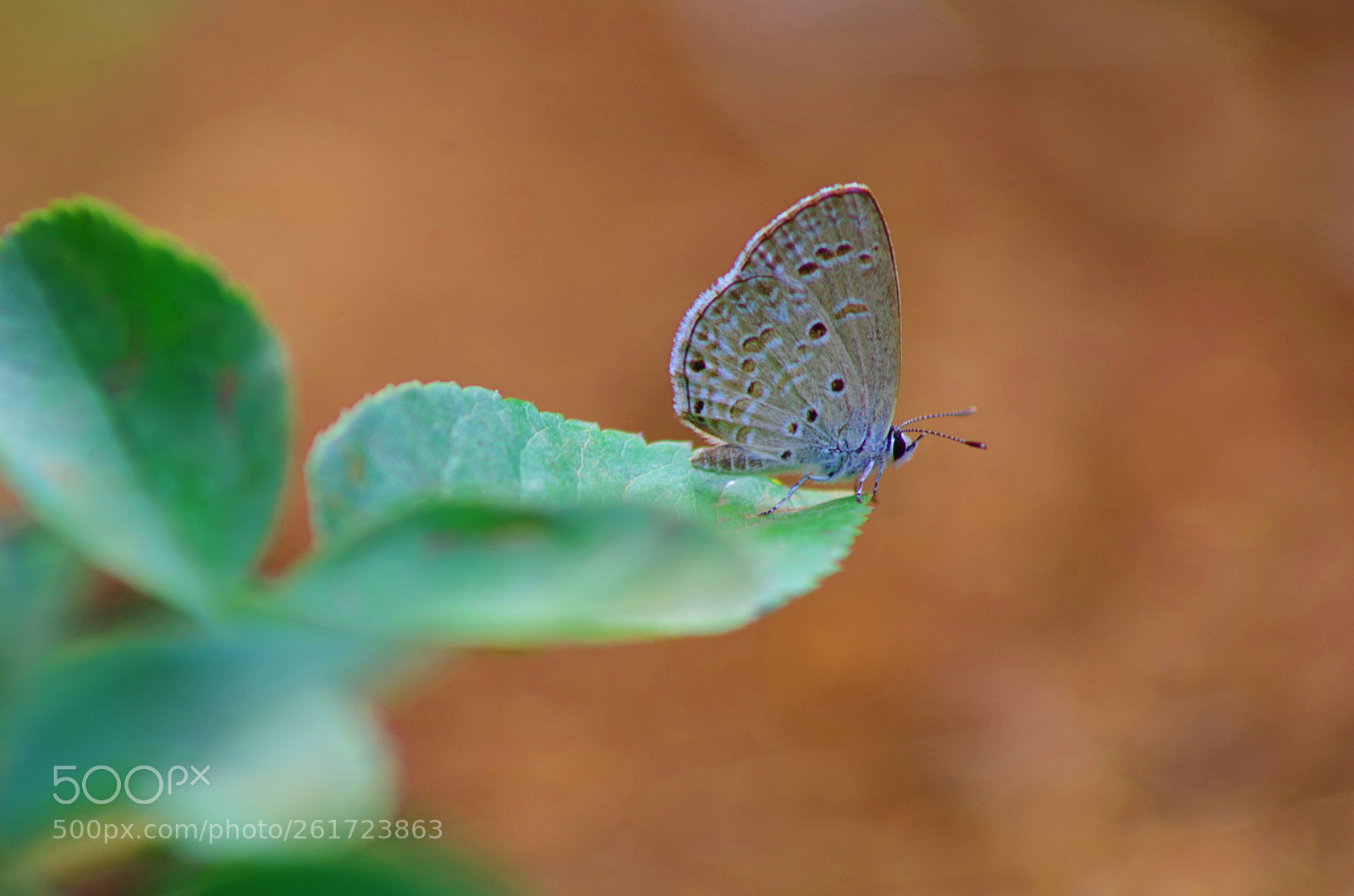 Pentax K-500 sample photo. Lime blue photography