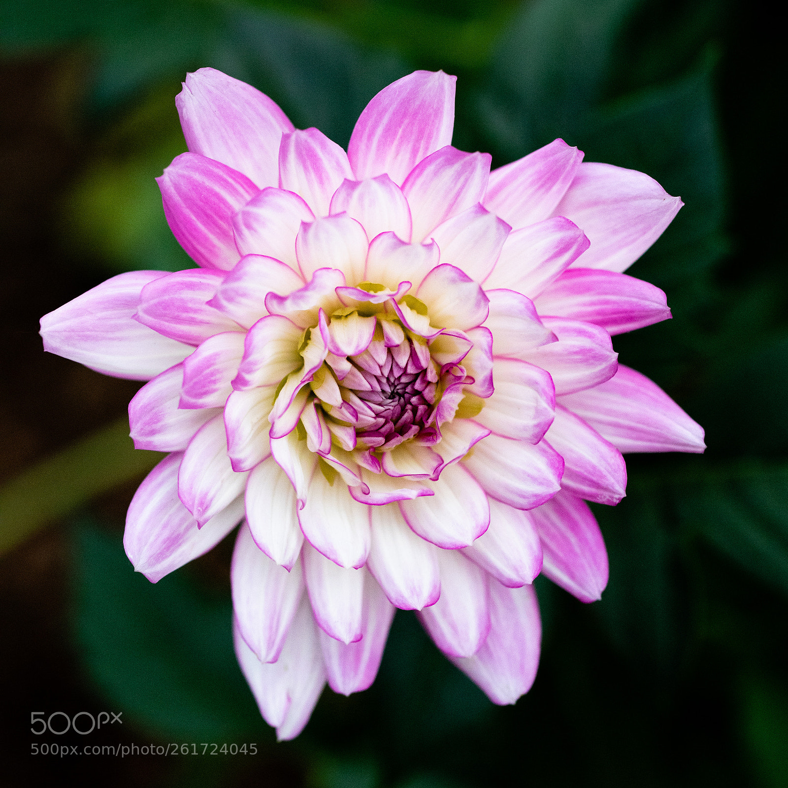 Canon EOS 5D Mark IV sample photo. Purple and white flower photography