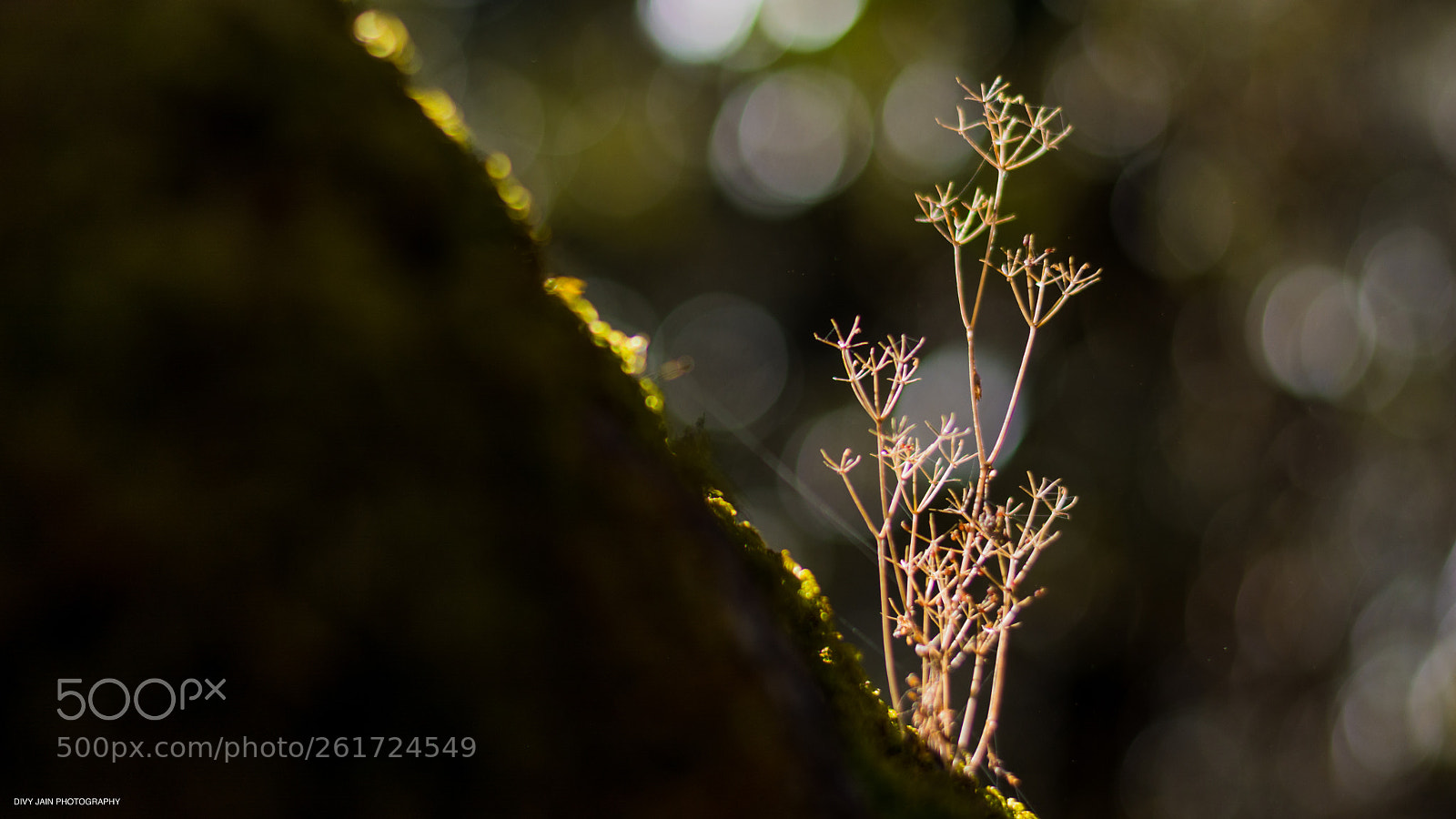 Nikon D7100 sample photo. Undergrowth 2 photography
