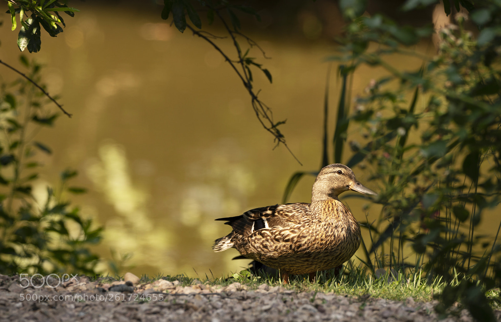 Sony a7R III sample photo. Female mallard photography
