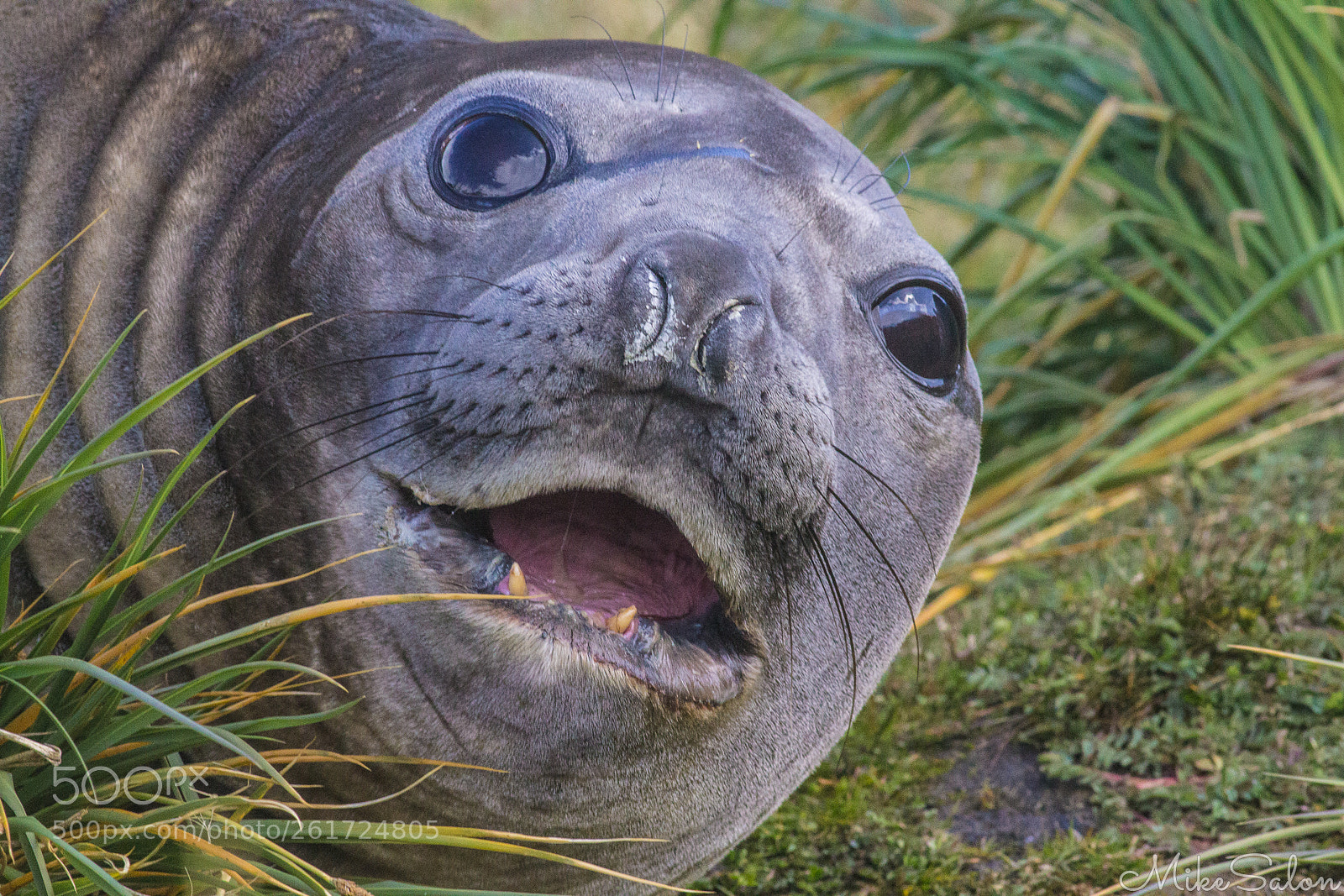 Canon EOS 60D sample photo. Disturbed elephant seal photography