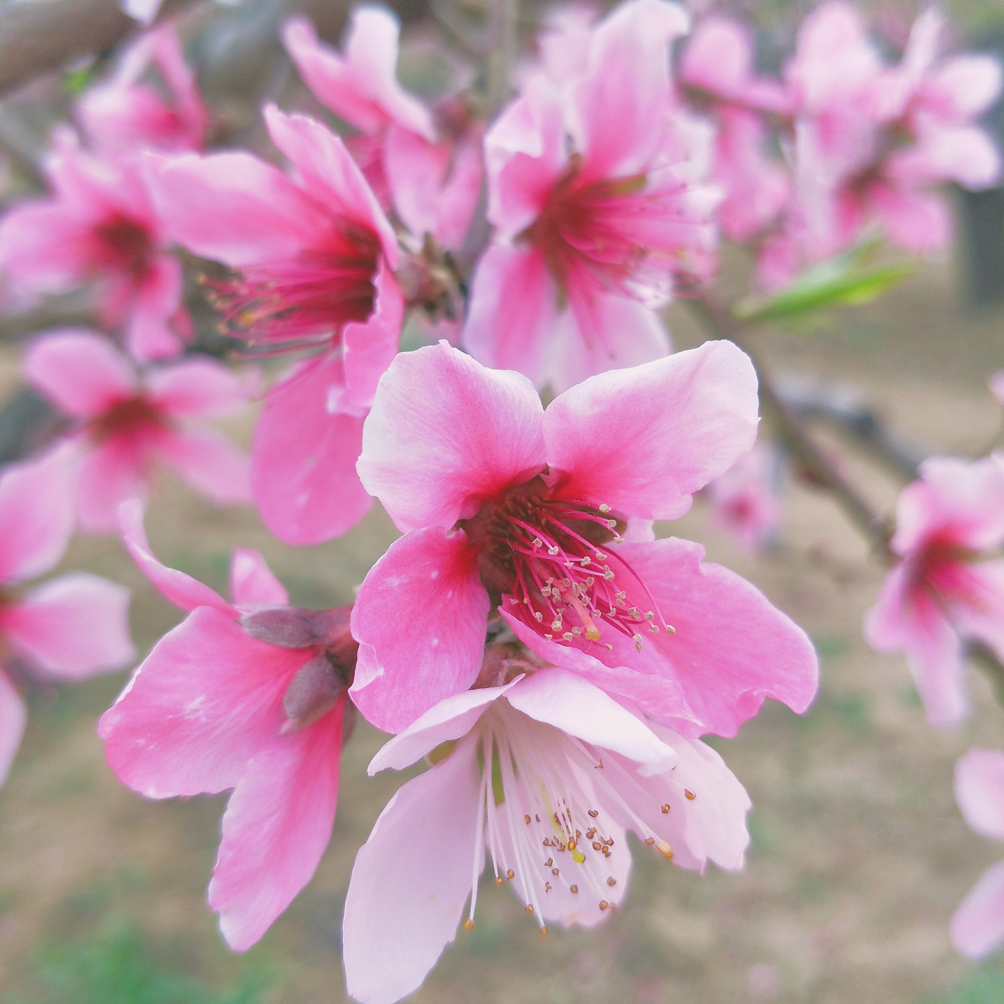 OPPO R9S sample photo