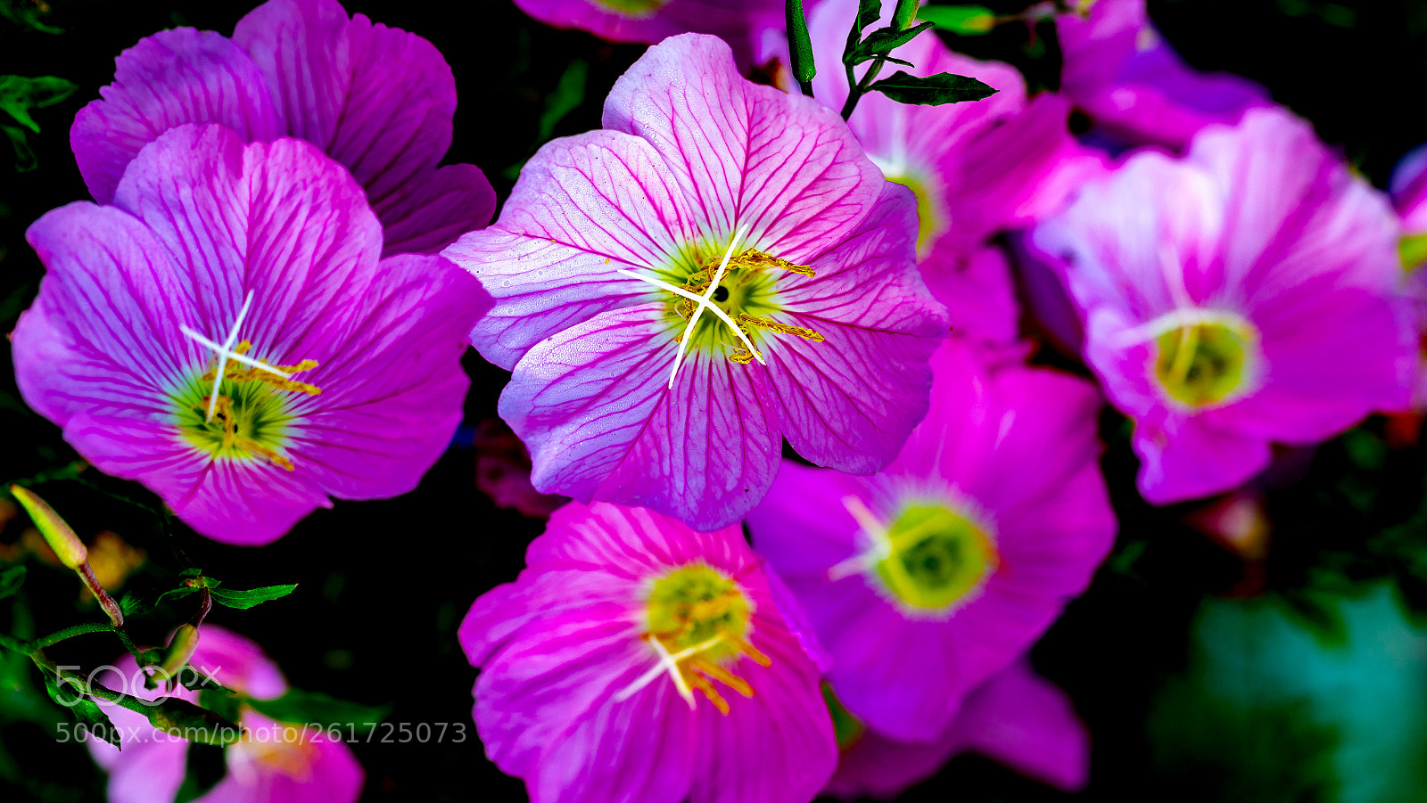Canon EOS 5D Mark IV sample photo. Bunch of flowers photography