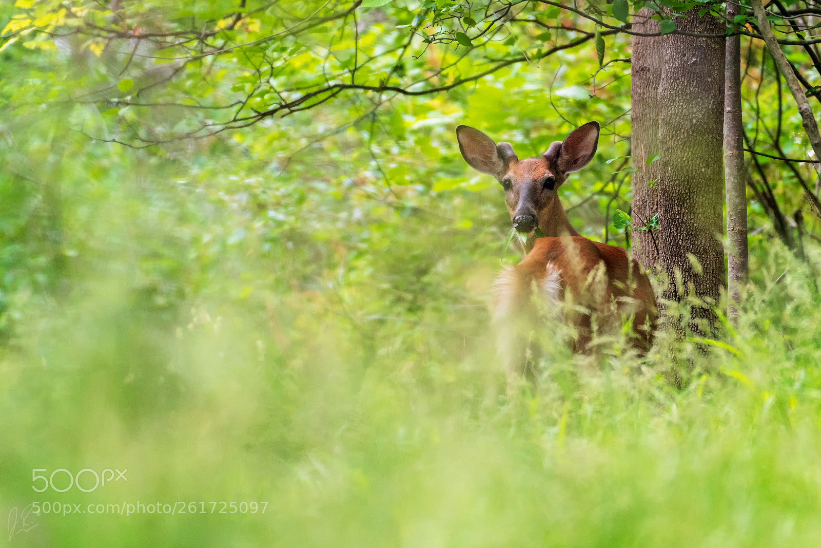 Nikon D500 sample photo. Summer grazing photography