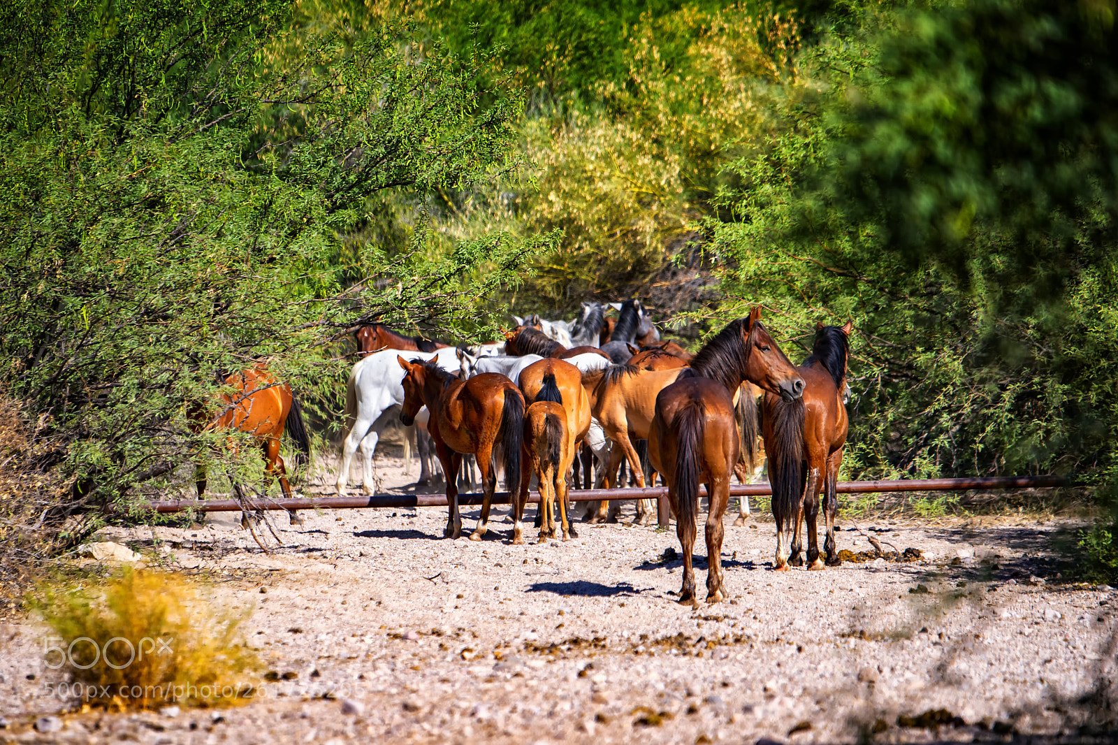 Nikon D500 sample photo. The gathering... photography