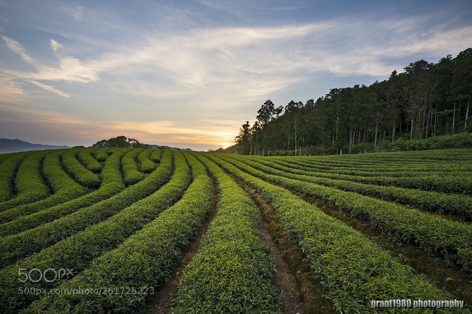 Nikon D4 sample photo. The morning at tea photography