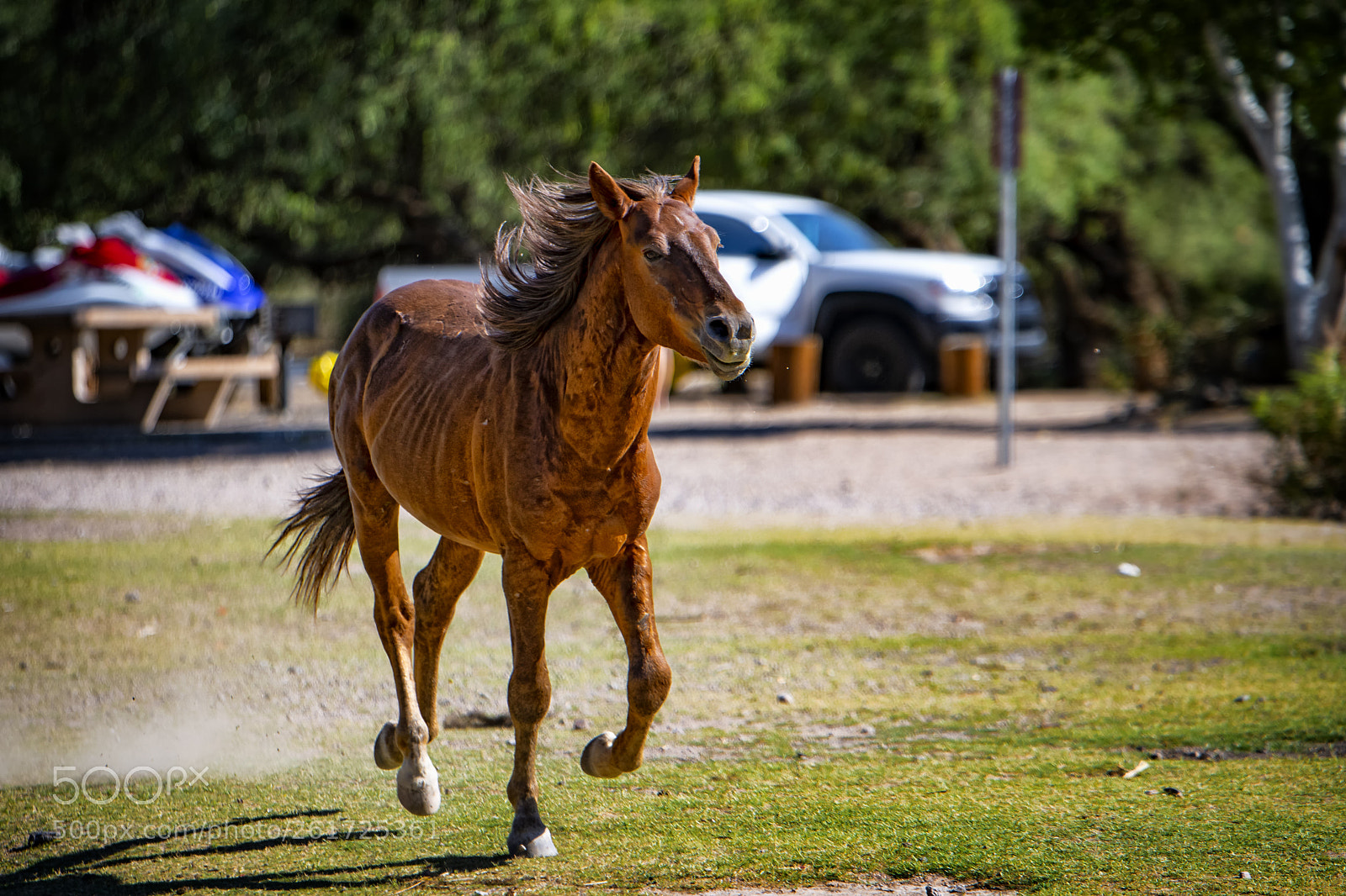 Nikon D500 sample photo. Run... photography