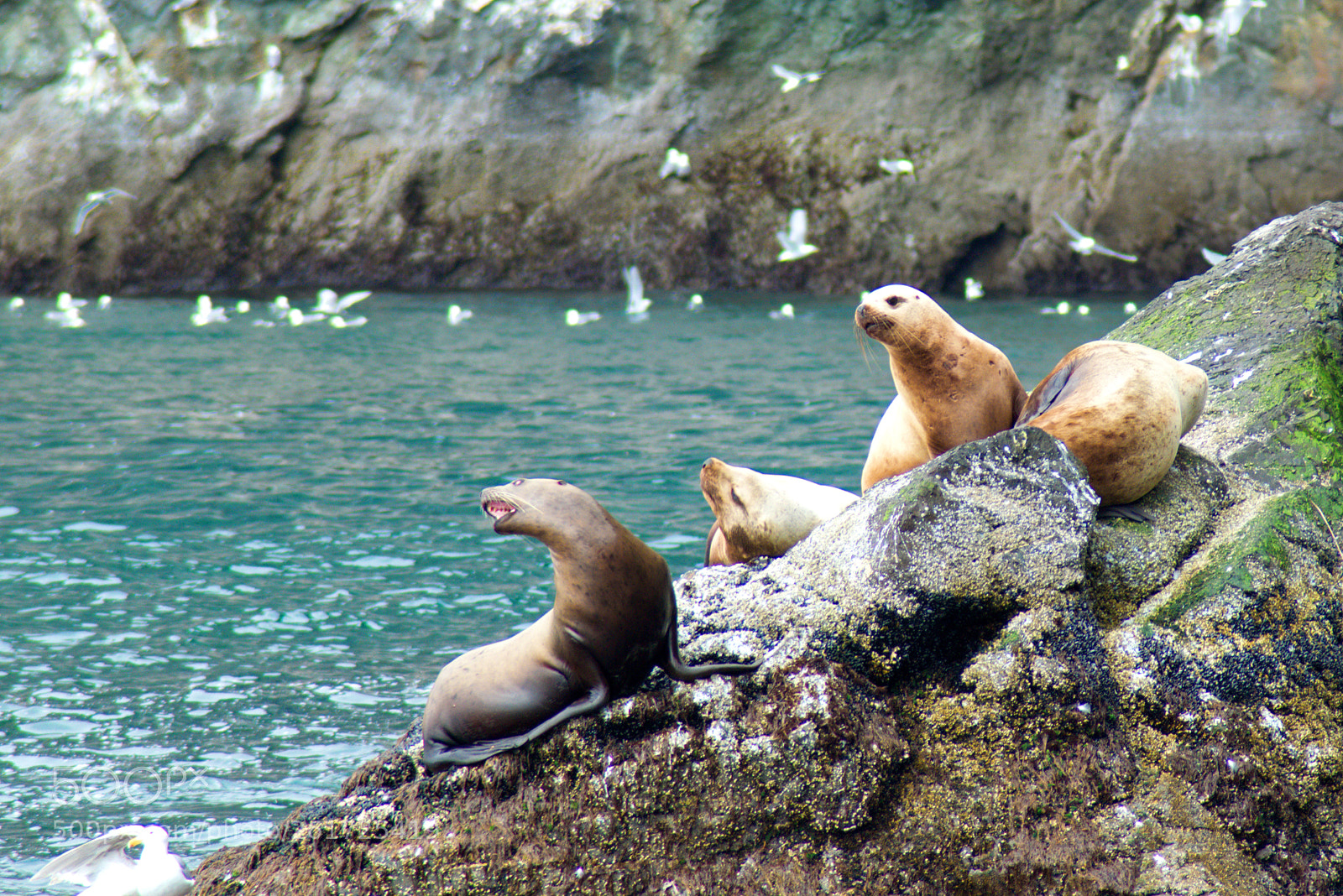 Nikon D5300 sample photo. Sea lions in seward photography
