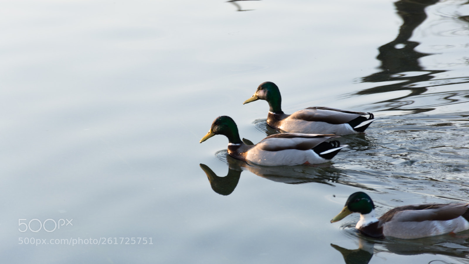 Nikon D5200 sample photo. Morning hour photography