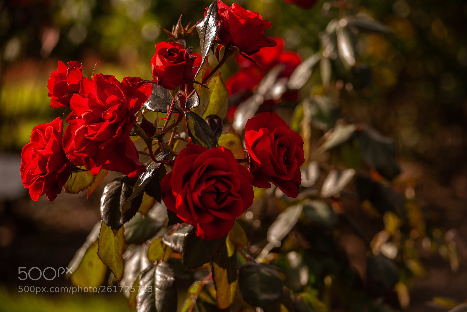 Nikon D3000 sample photo. Untitled photography