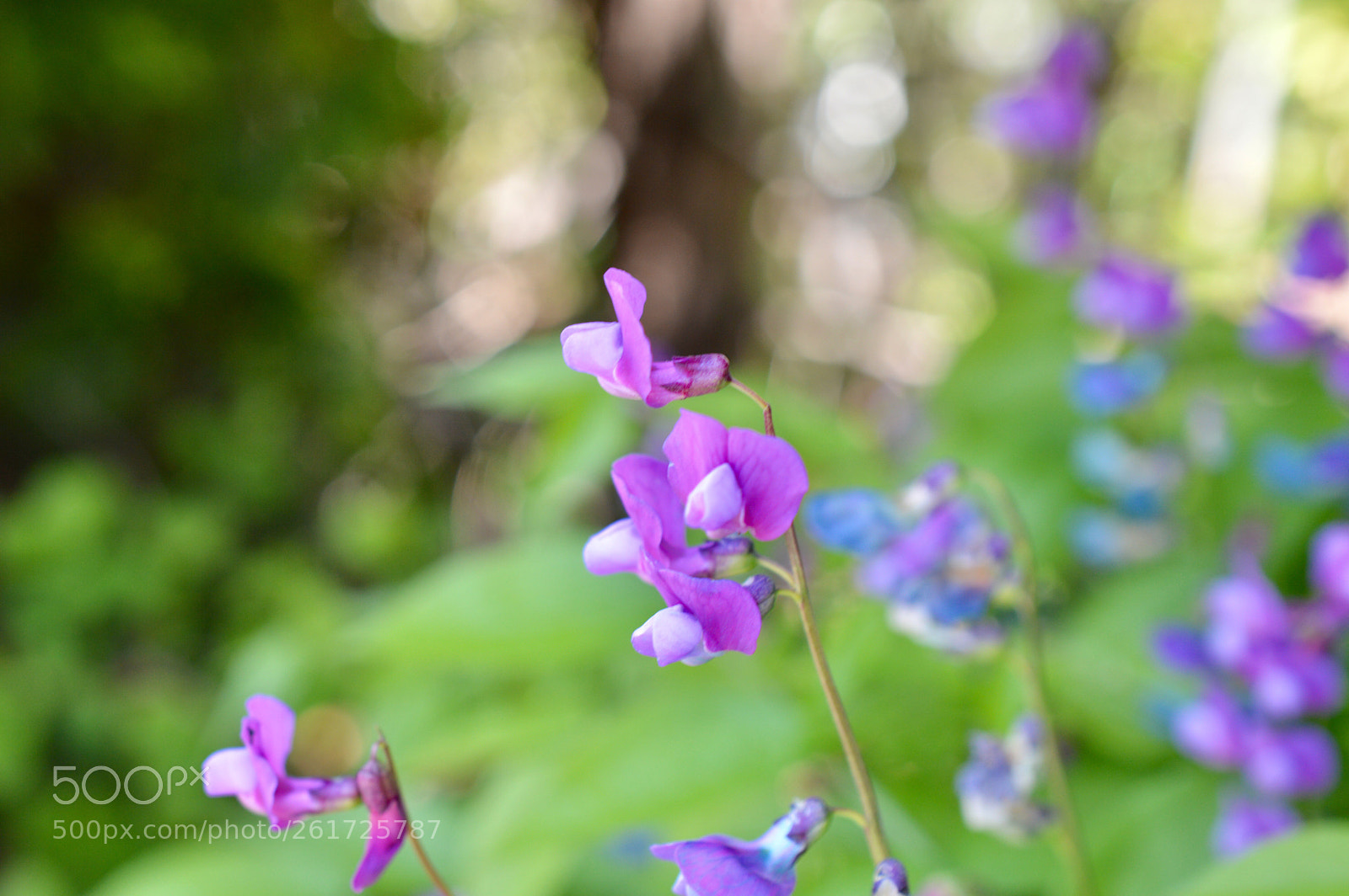 Nikon D3200 sample photo. Of light, brilliant ♫ photography