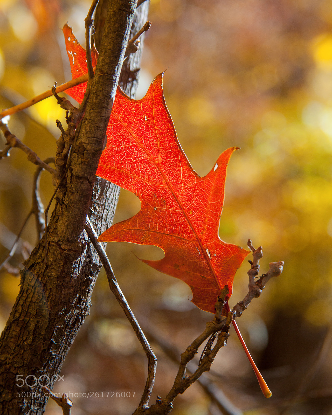 Canon EOS 5D Mark II sample photo. Red leaf waiting by photography