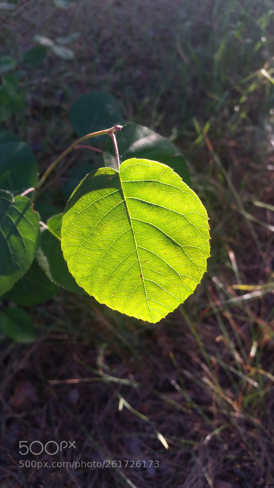 Samsung Galaxy S5 sample photo. Утро photography
