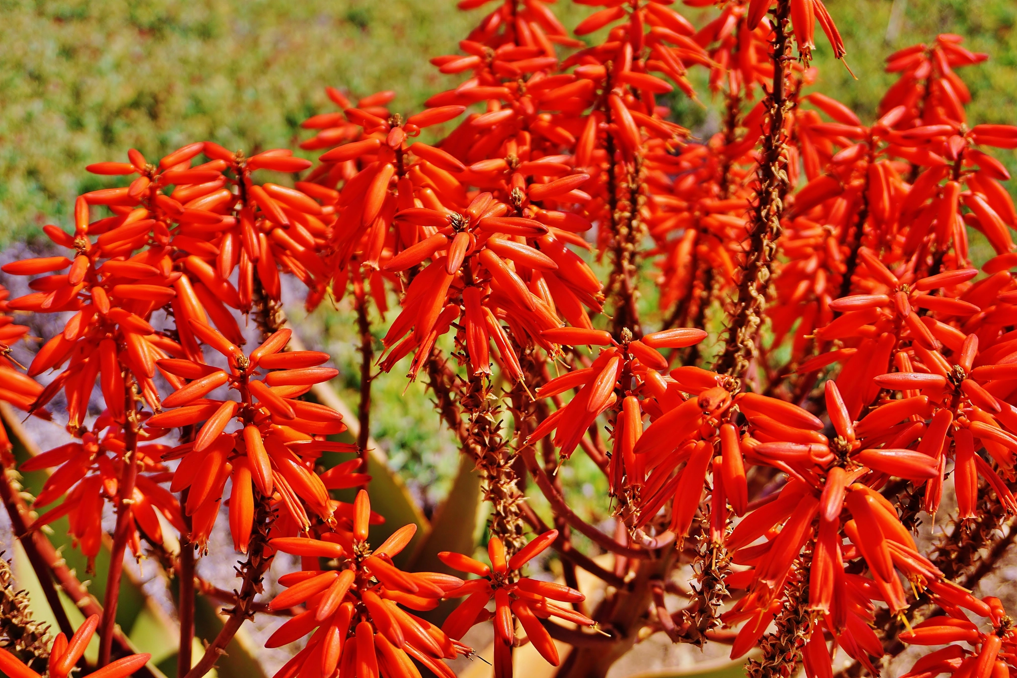 Sony a5100 sample photo. Soul red photography
