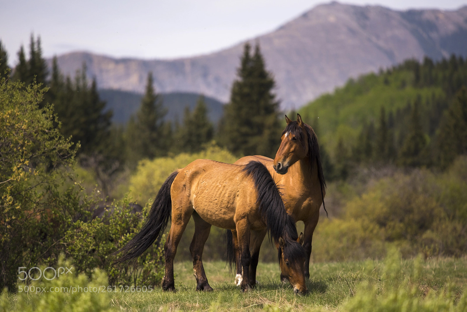 Nikon D810 sample photo. Wild horses of alberta photography