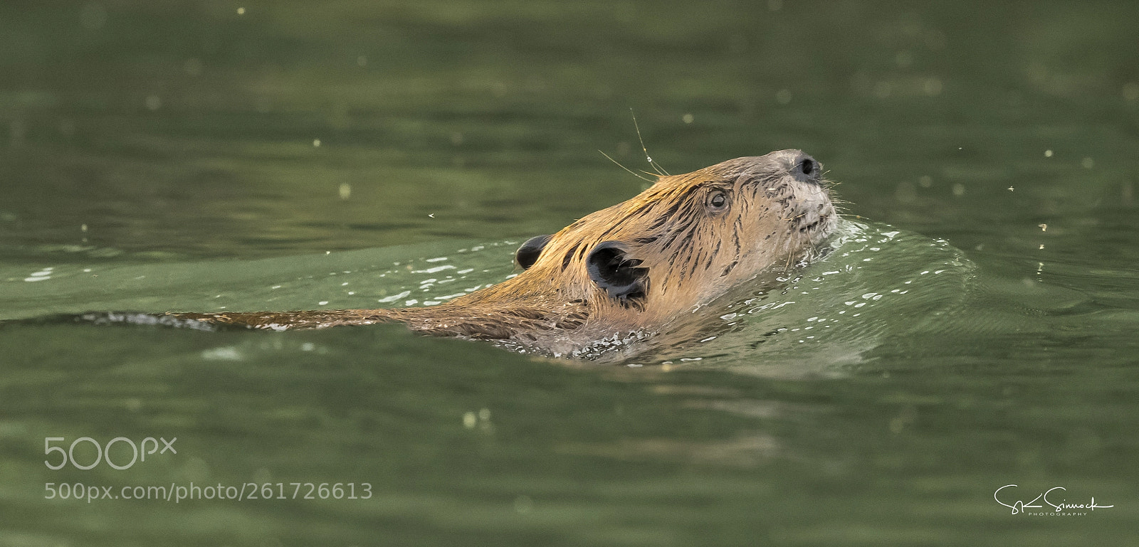 Nikon D850 sample photo. Sacramento river beaver photography