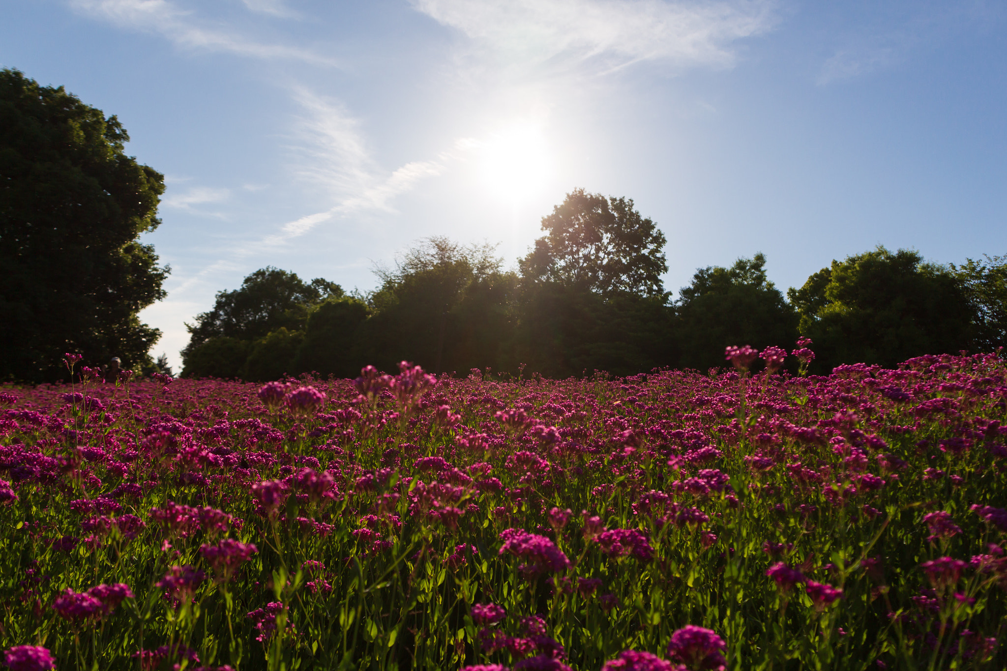 Canon EOS 650D (EOS Rebel T4i / EOS Kiss X6i) sample photo. Flower garden sunset photography