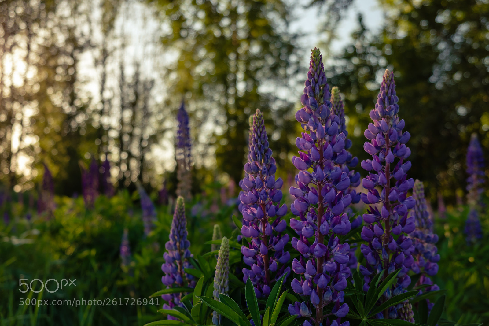 Fujifilm X-T2 sample photo. Wildflowers i photography