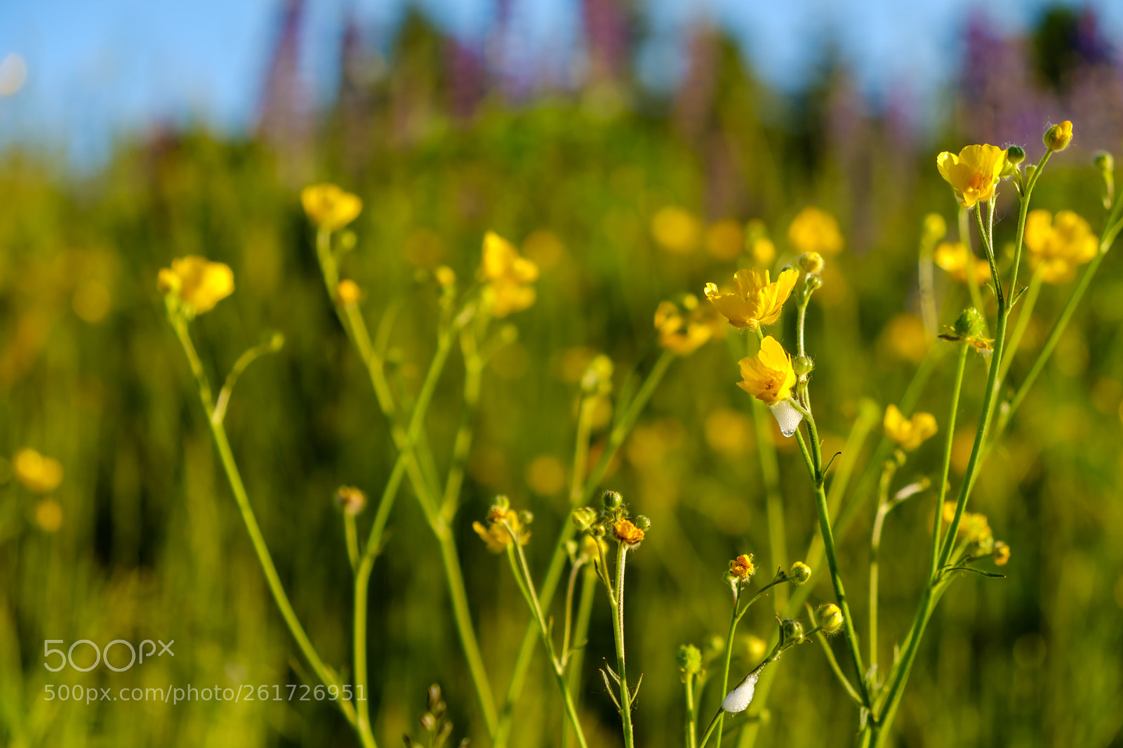 Fujifilm X-T2 sample photo. Wildflowers ii photography