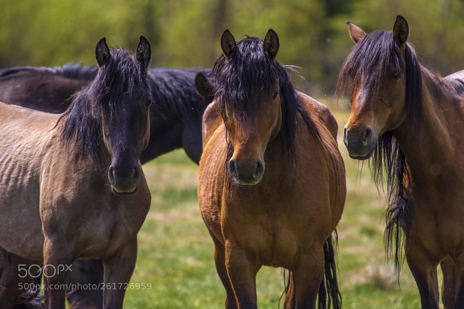 Nikon D810 sample photo. Wild horses photography