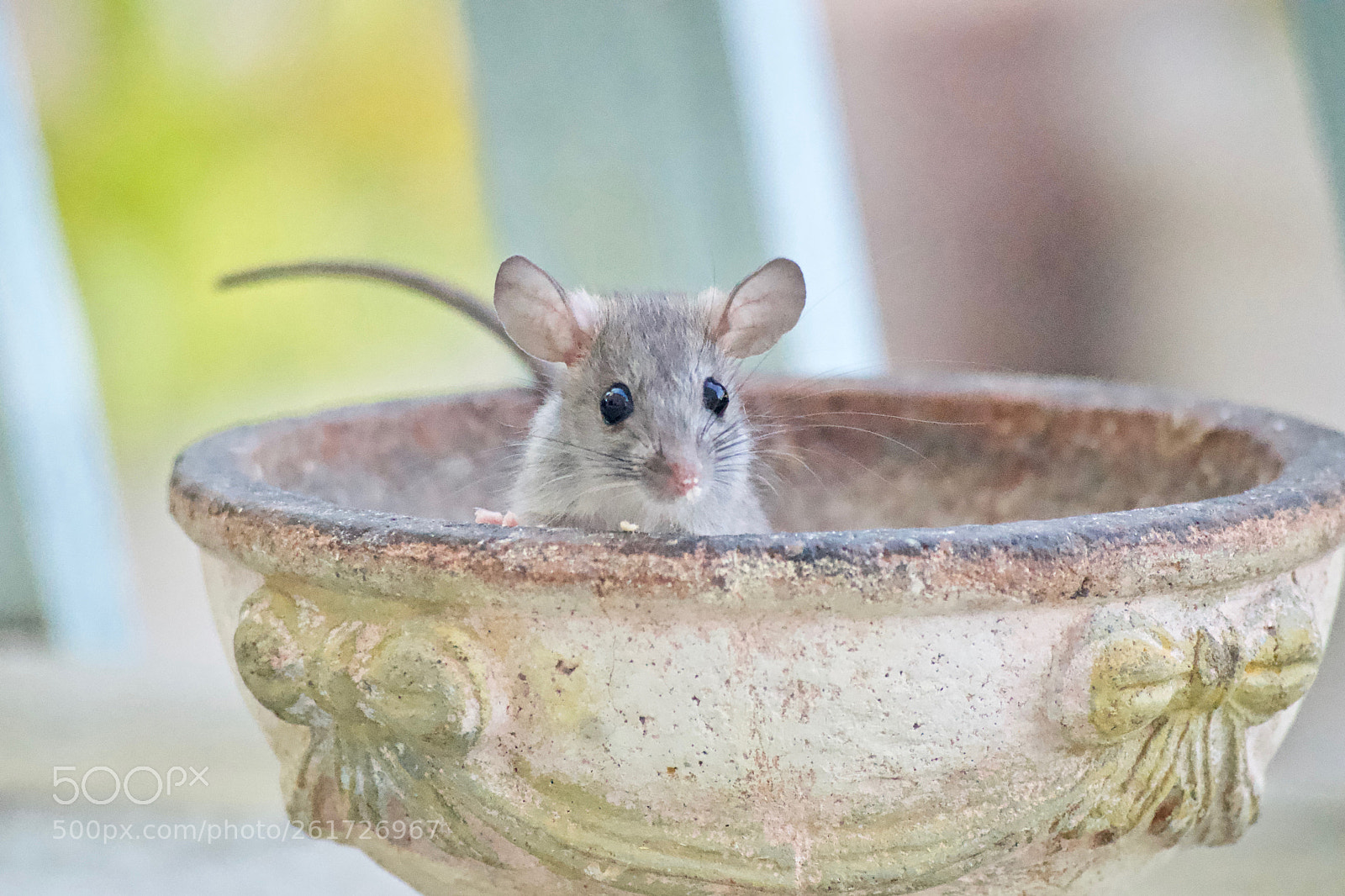 Nikon D3300 sample photo. Intruder photography