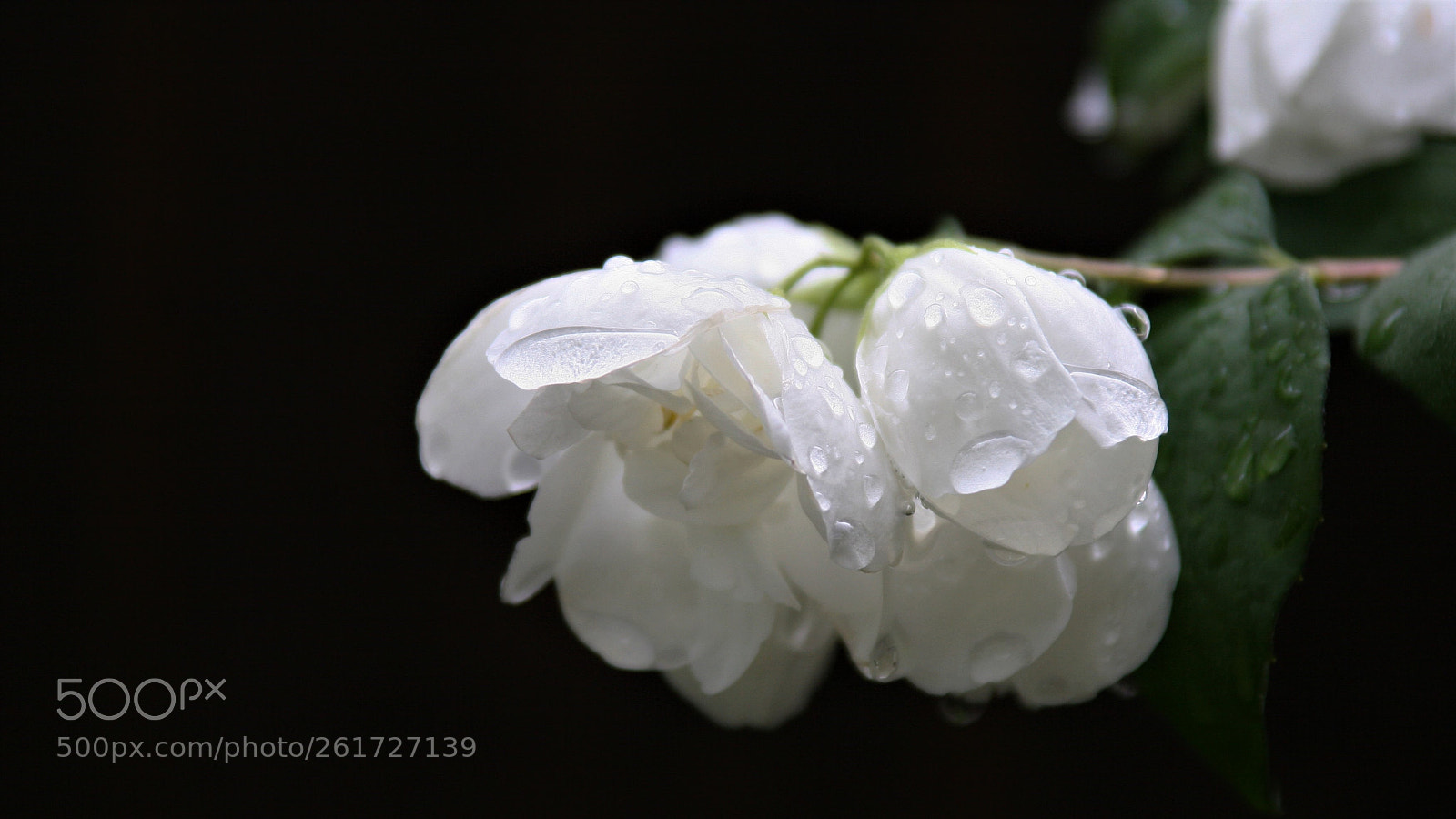 Canon EOS 20D sample photo. Cry photography