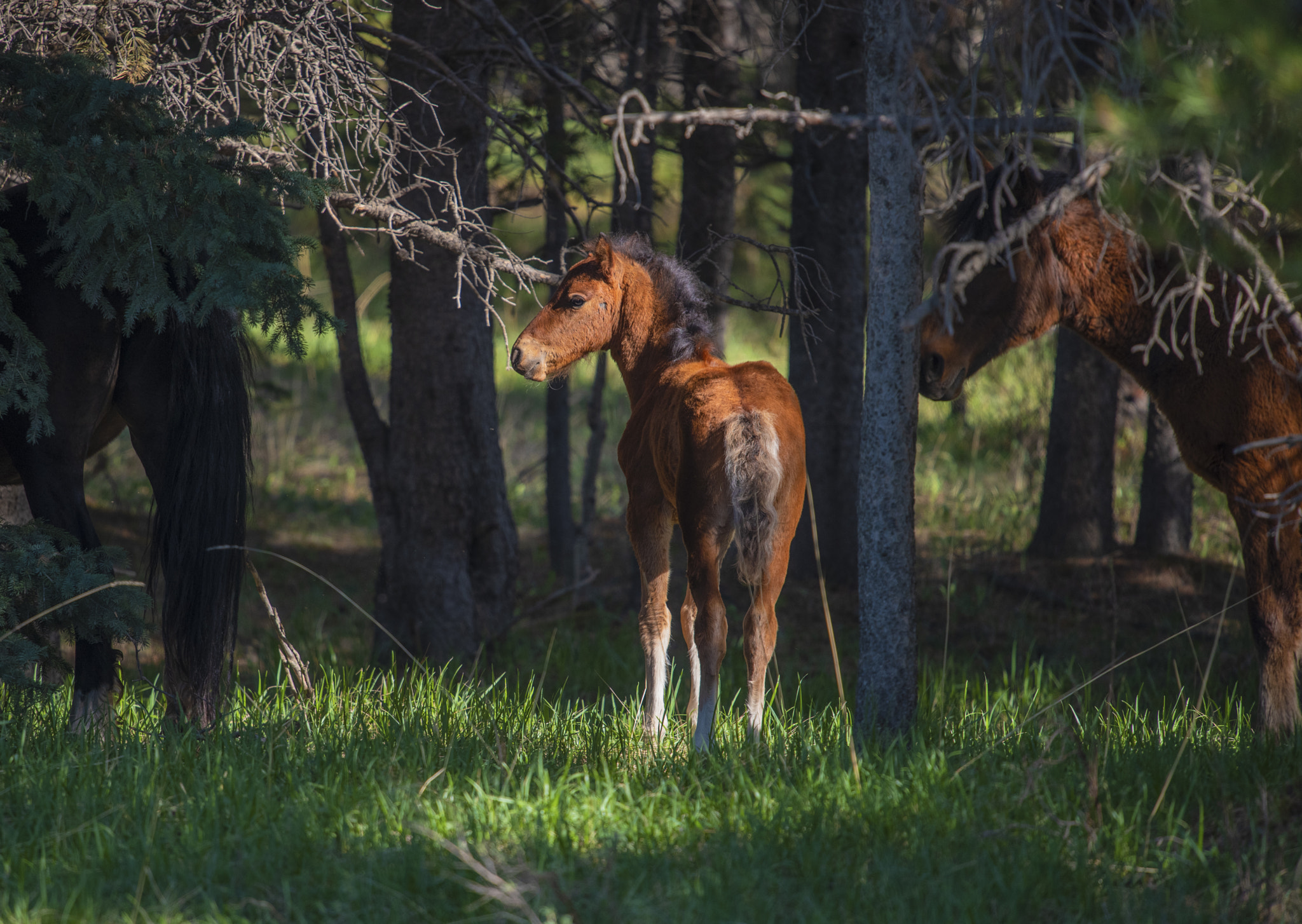 Nikon D810A sample photo. Forest encounter photography