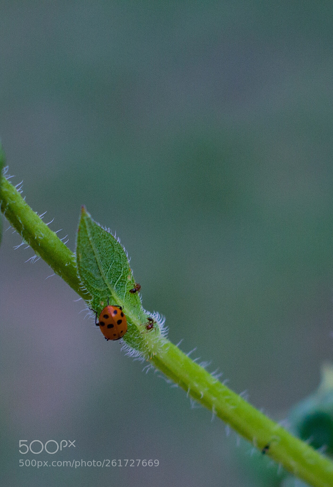 Canon EOS 1100D (EOS Rebel T3 / EOS Kiss X50) sample photo. Lady bug and ants  photography