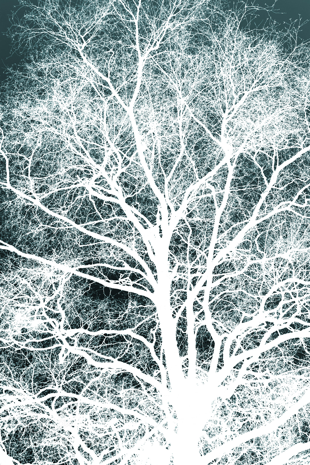Canon EOS 40D sample photo. White silhouetted tree photography
