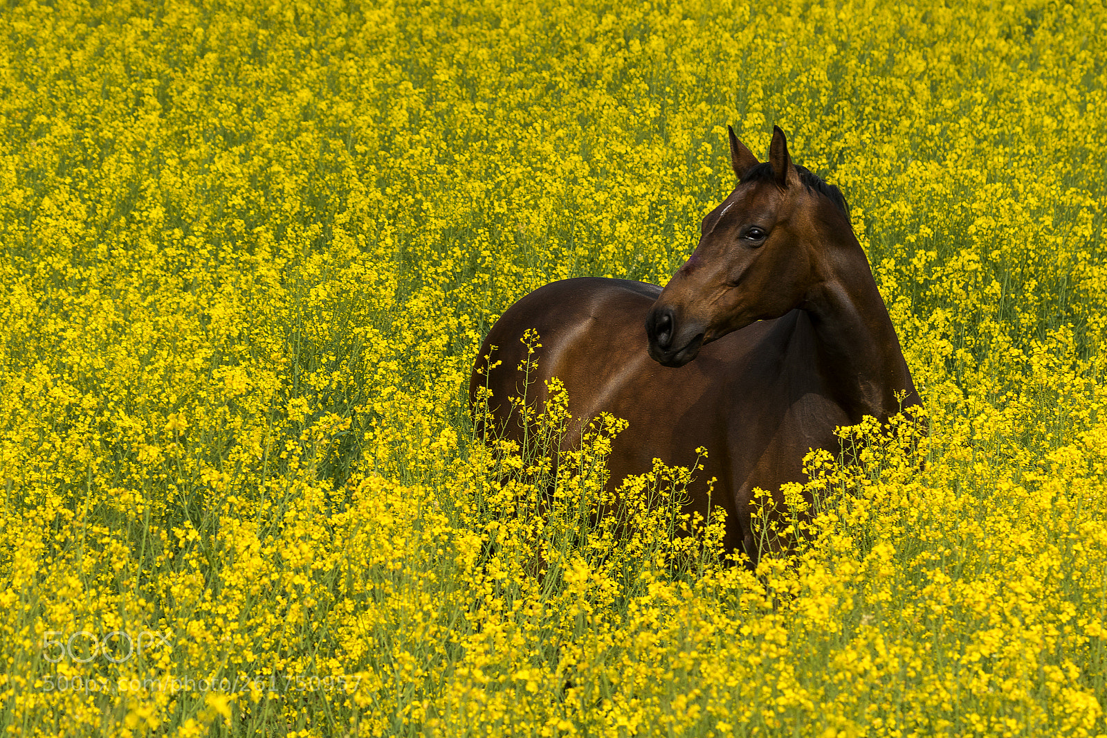 Canon EOS 7D Mark II sample photo. Pferd im rapsfeld photography
