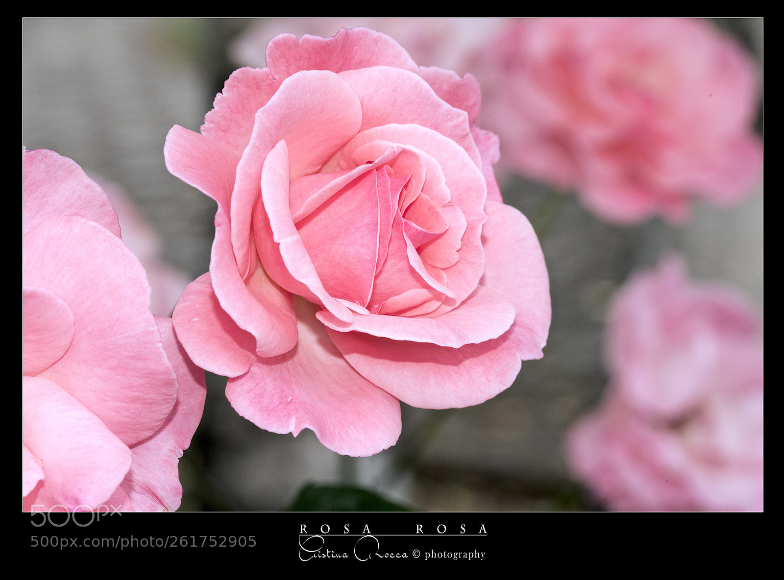 Nikon D750 sample photo. Rosa rosa photography