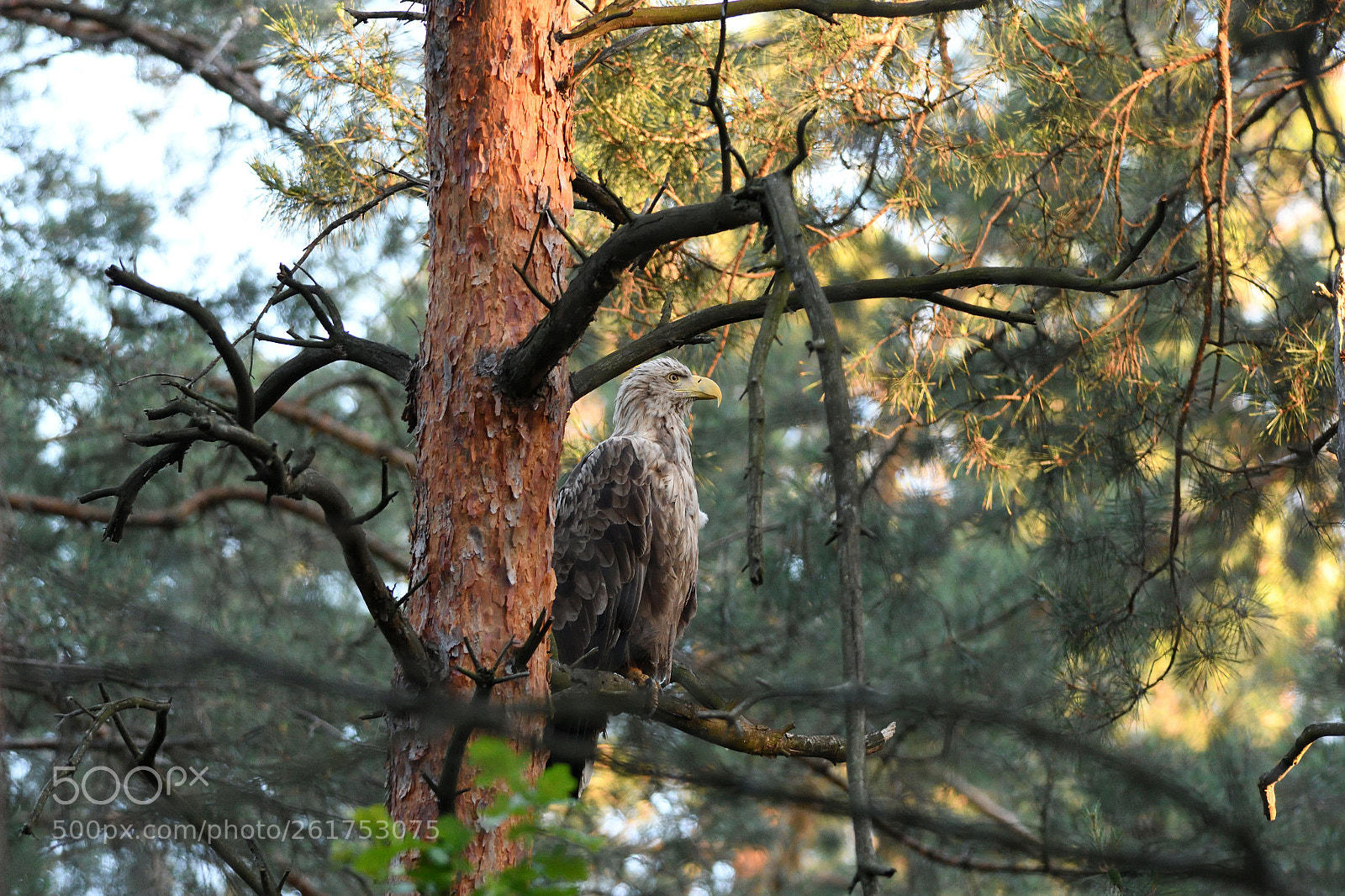 Nikon D7500 sample photo. The old wise eagle photography