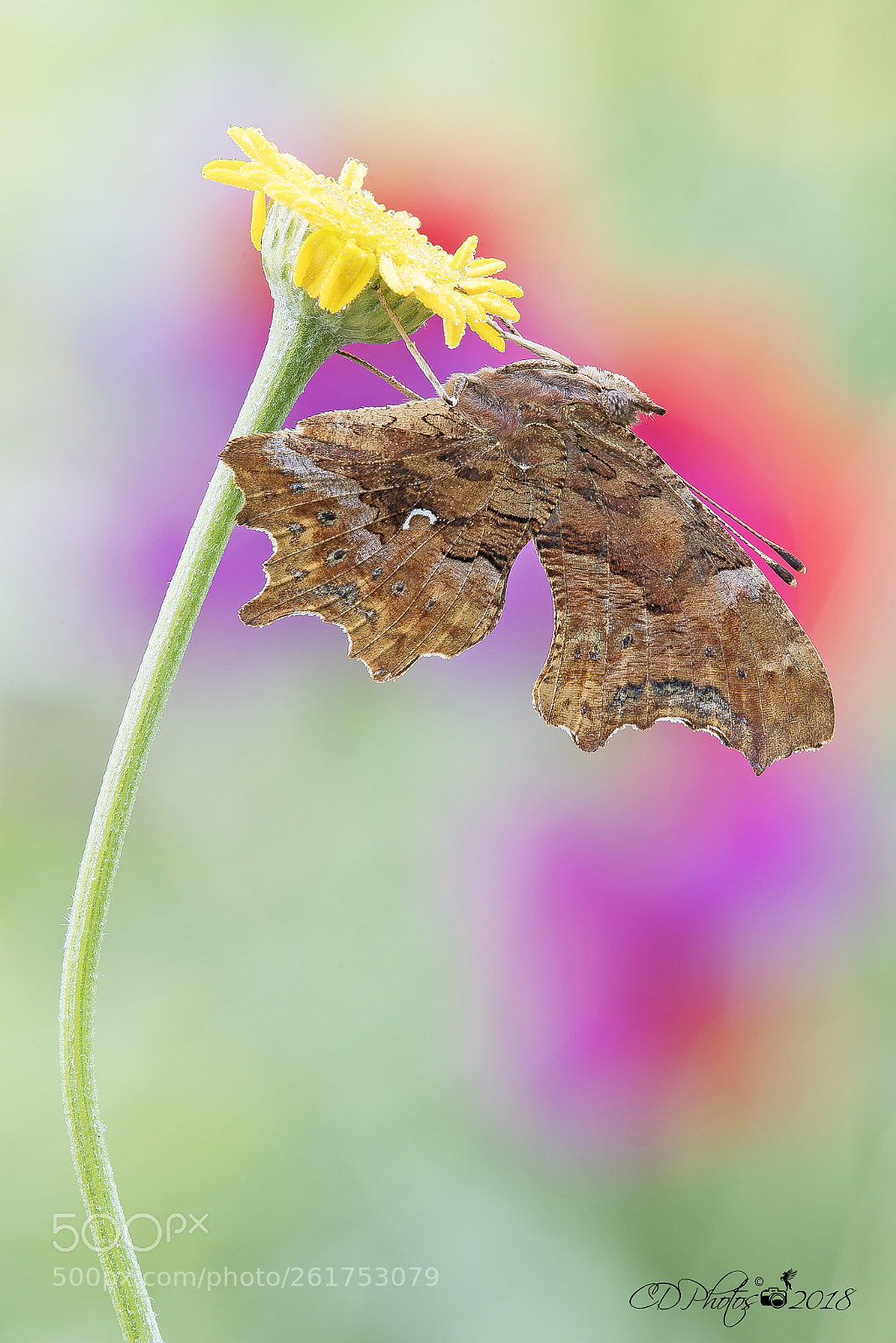 Nikon D750 sample photo. Vanessa polygonia c photography