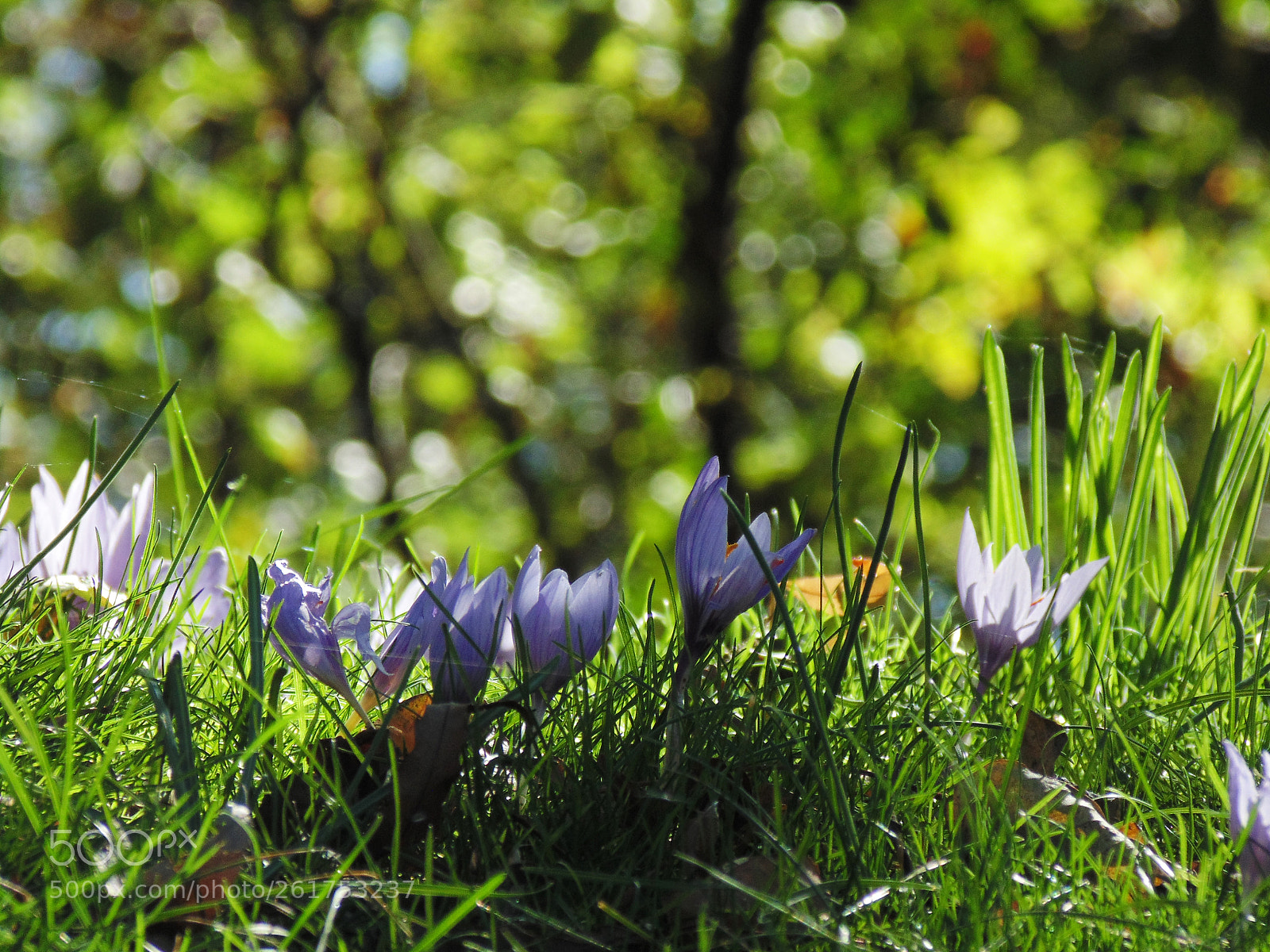 Sony Cyber-shot DSC-H200 sample photo. Crocus photography
