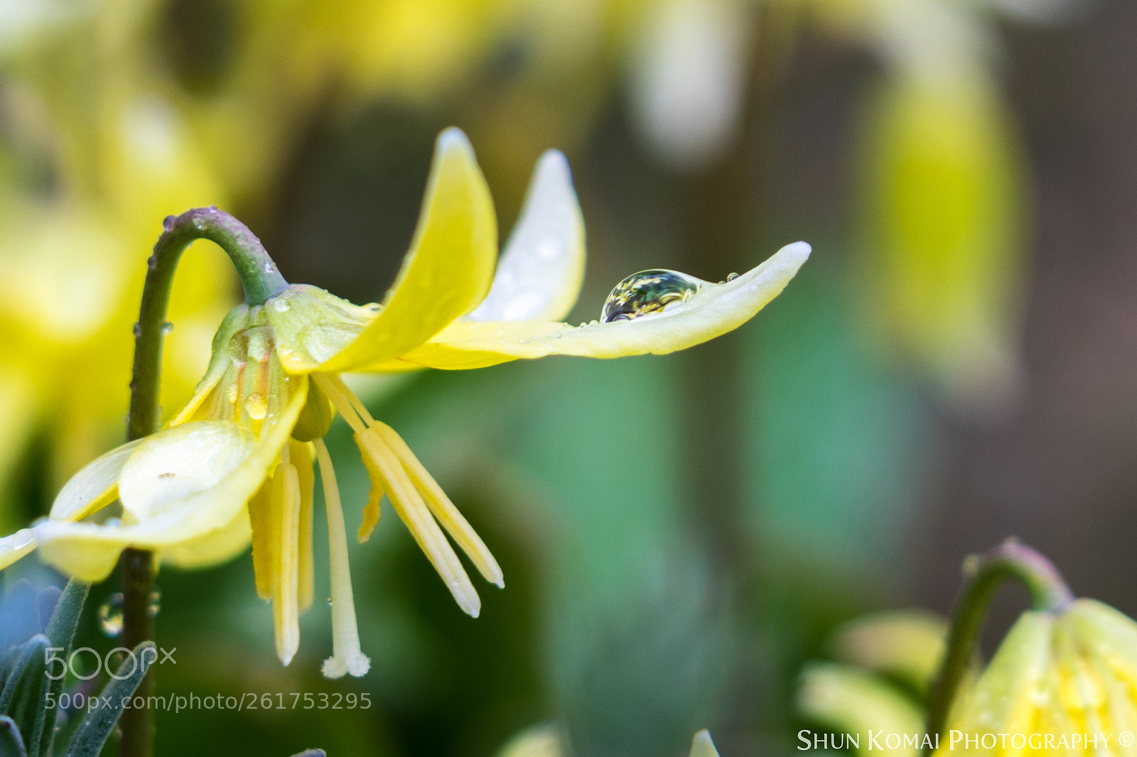 Sony a7 sample photo. Raindrop photography
