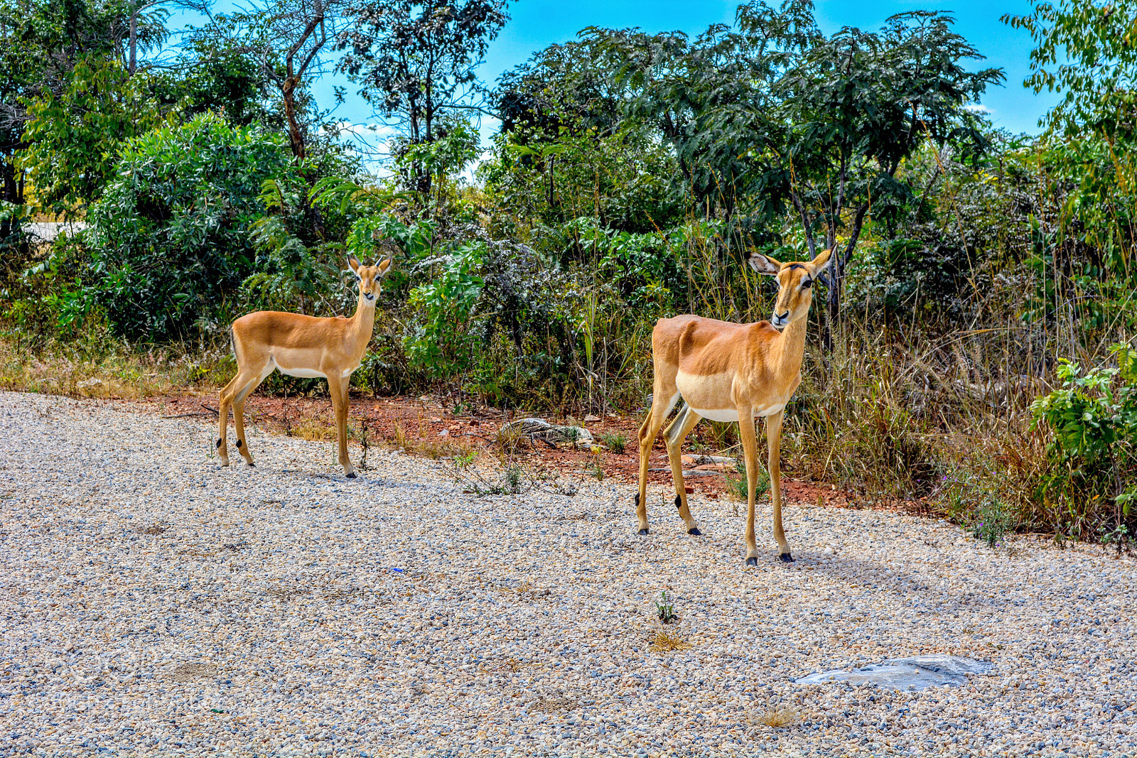 Nikon D5200 sample photo. Pair photography